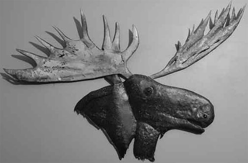 Moose Head